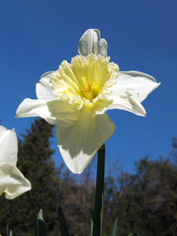 fiore