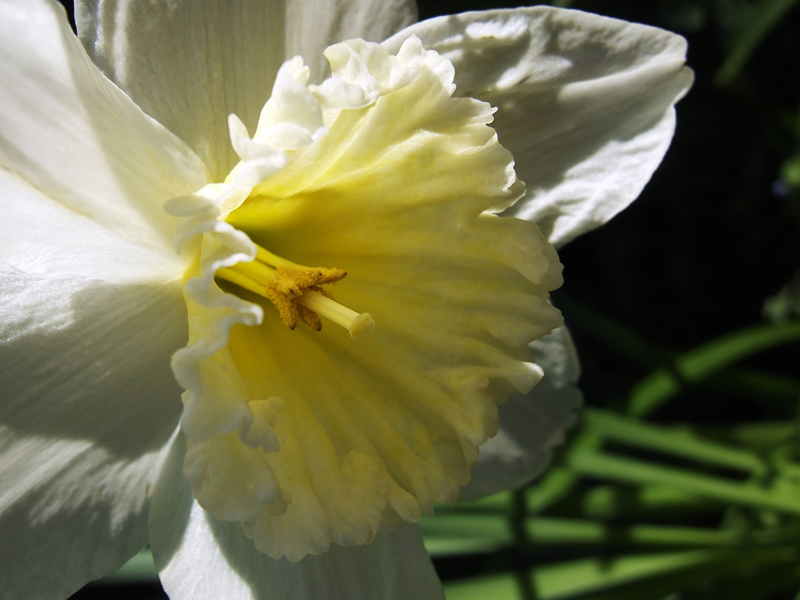 fiore