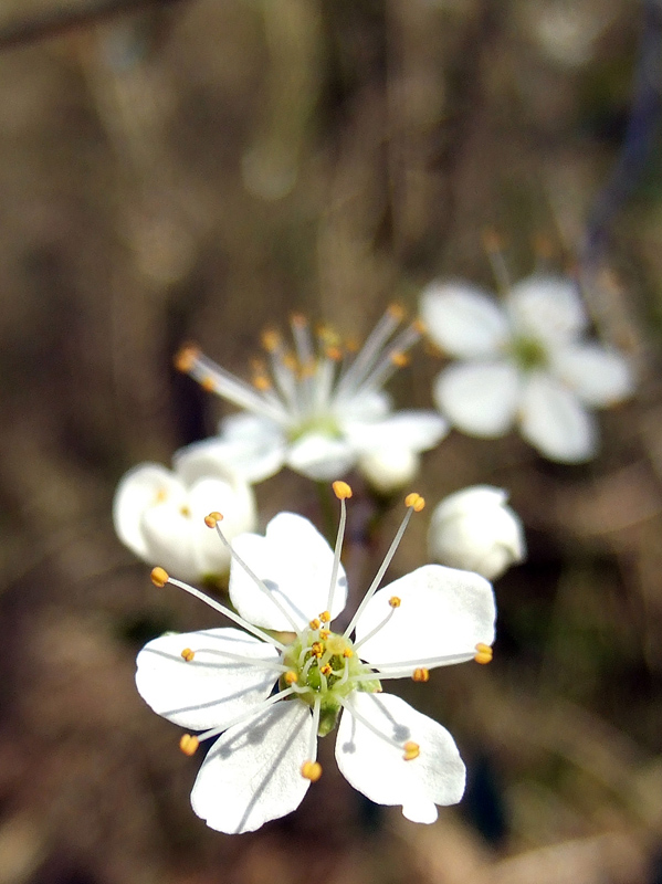 fiori