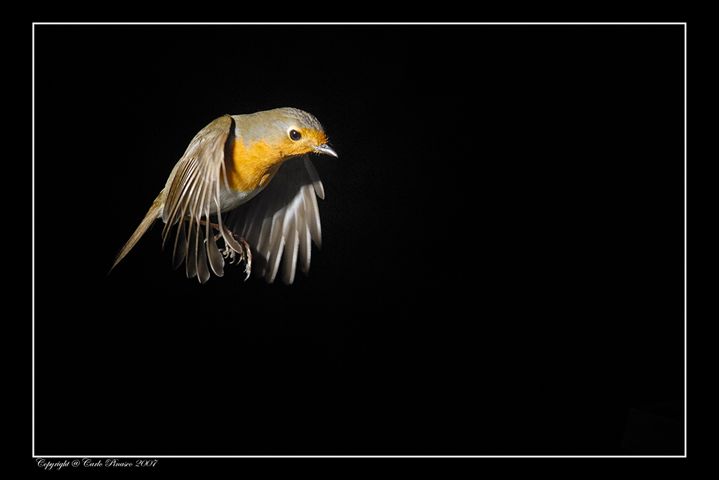Pettirosso in volo: 3 (di Focaccia)