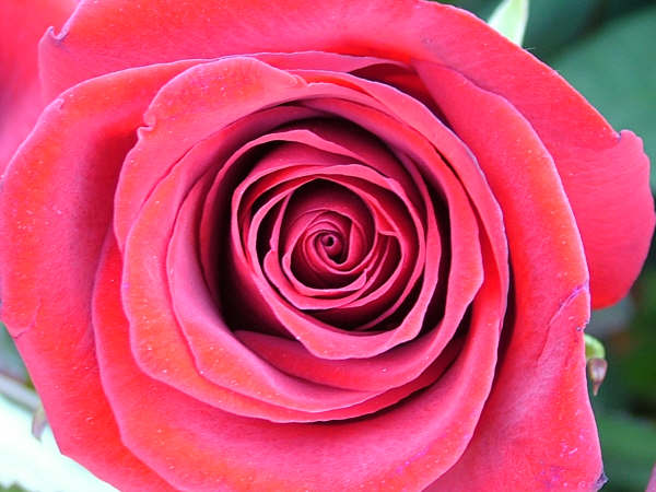 la solita rosa