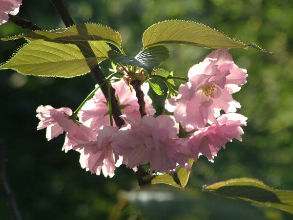 primavera!!!!!!!