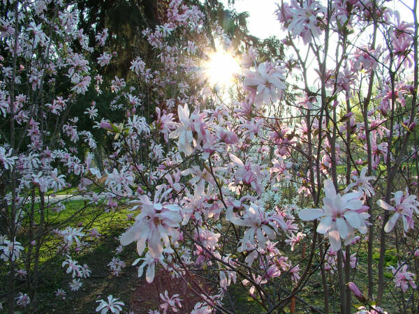 giardino giapponese