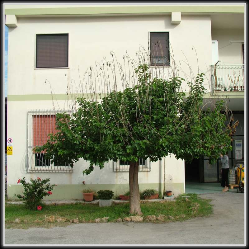 albero coraggioso