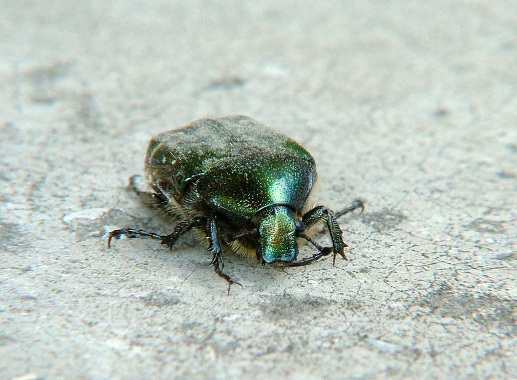 Maggiolino