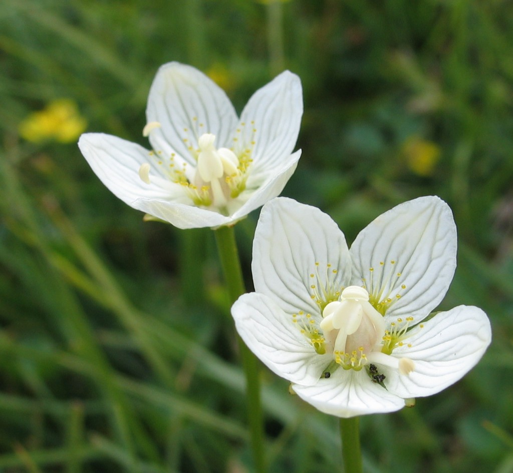 Fiore Bianco
