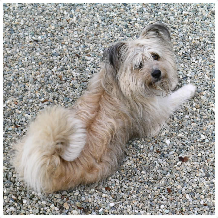Grafismo di cane