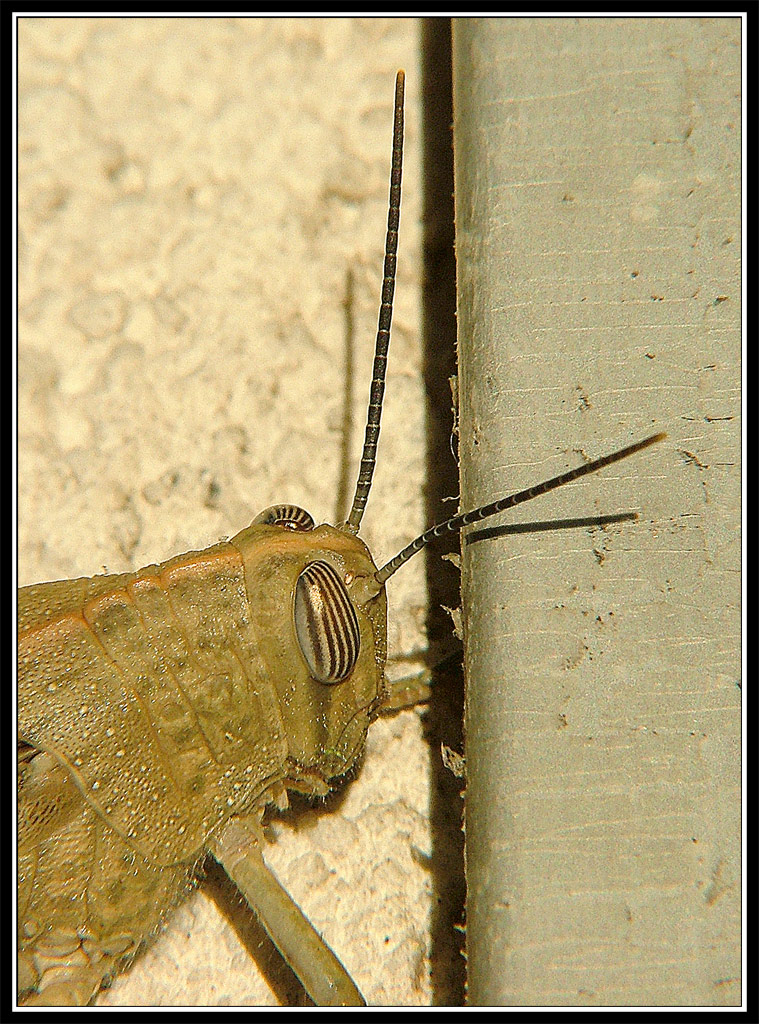 Cavalletta