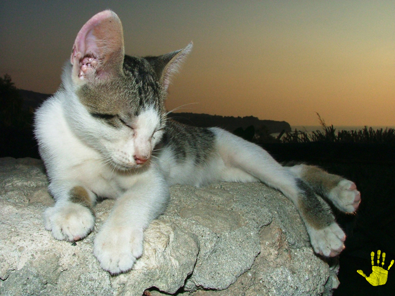 gatto_tramonto
