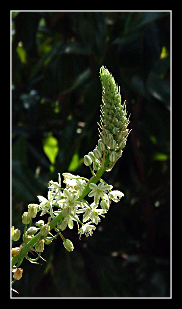 Fiore