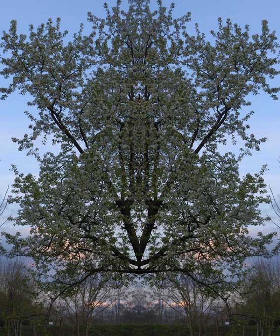 alberi1