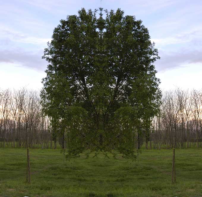 alberi