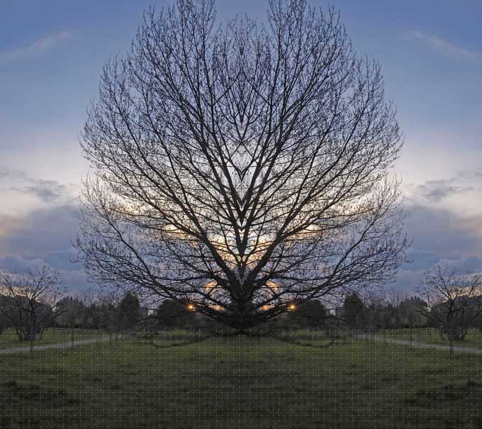 alberi