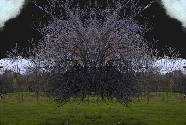 alberi