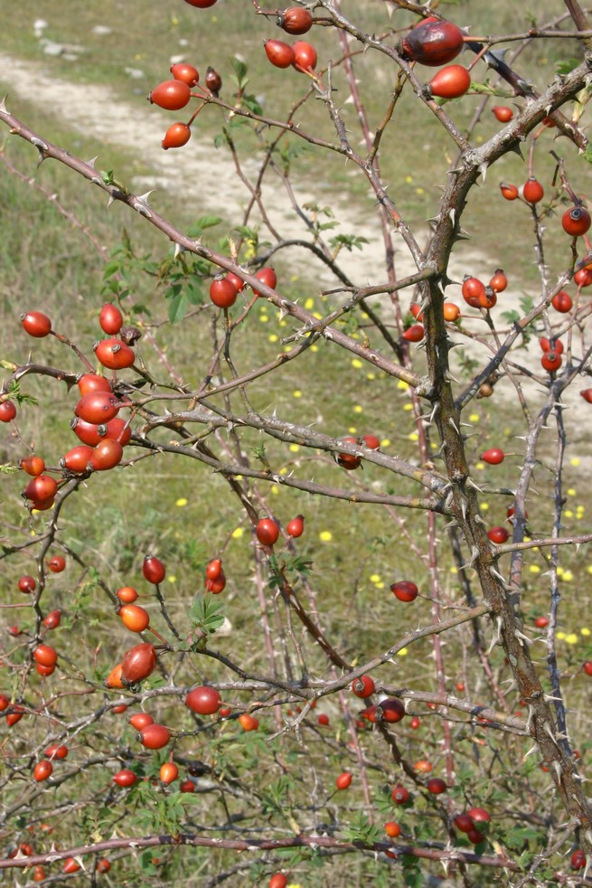 colori