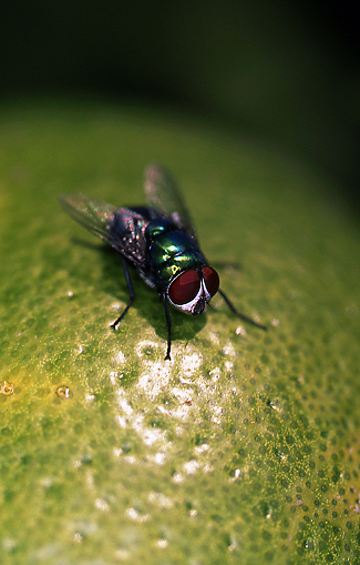 mosca
