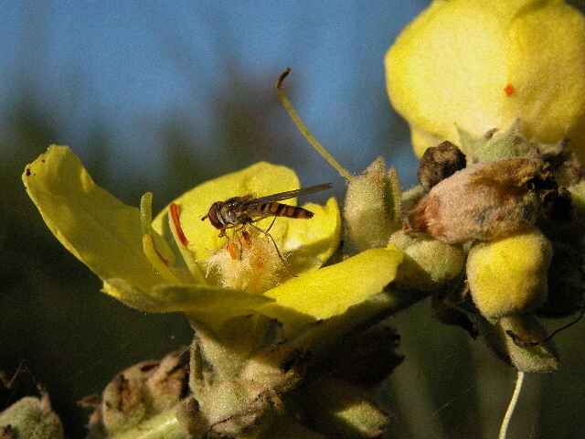 mezzamacro