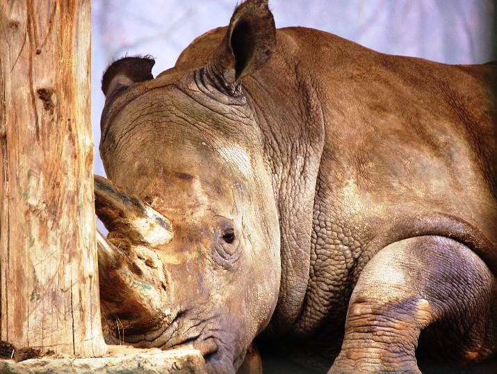 Rino Stanco
