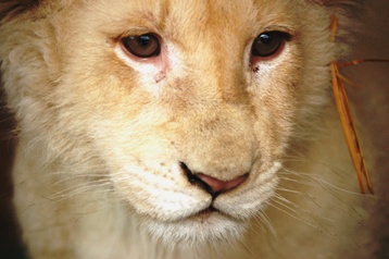 Leo