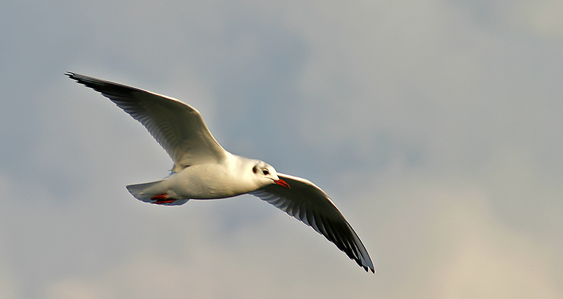 Volo