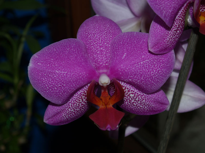 Orchidea