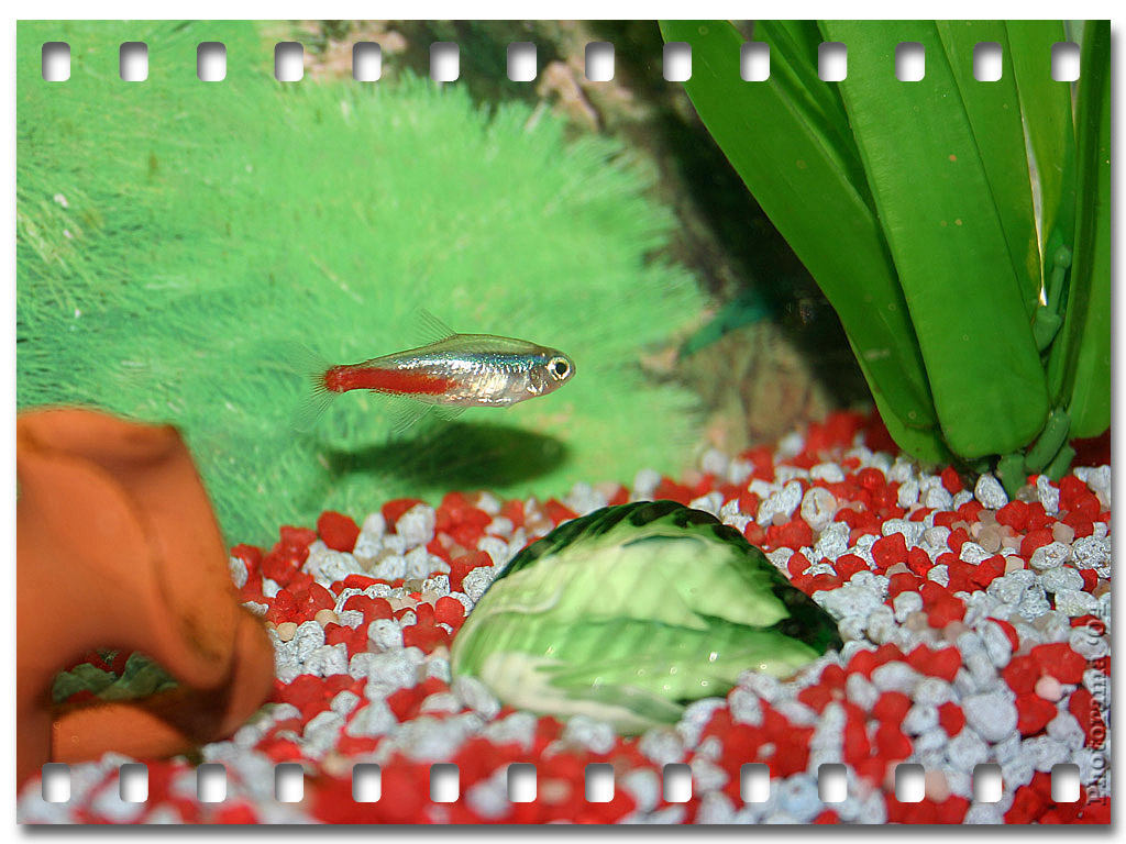 BigFISH