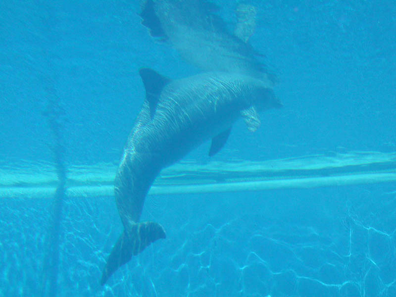 DELFINO
