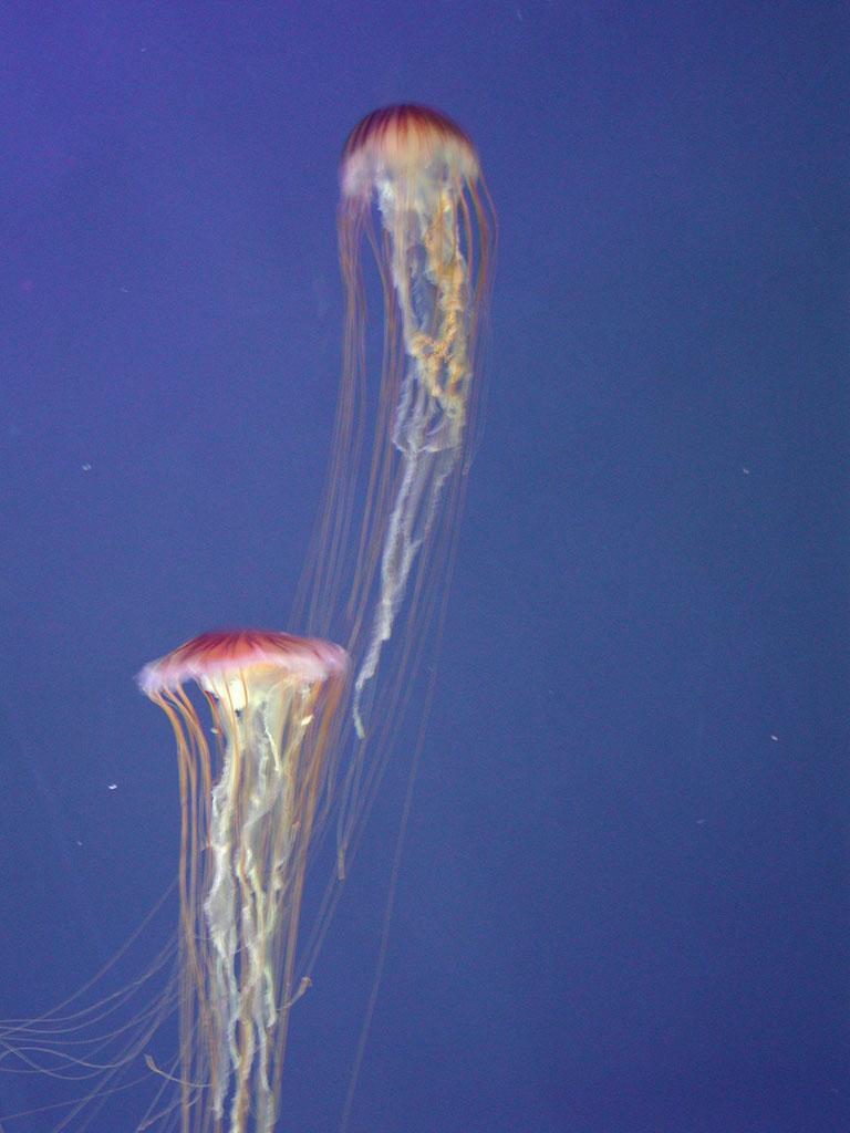 MEDUSE