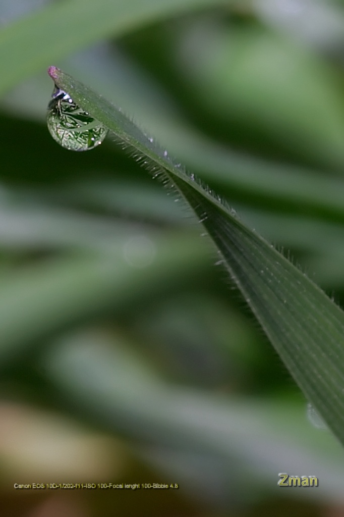 Riflessi