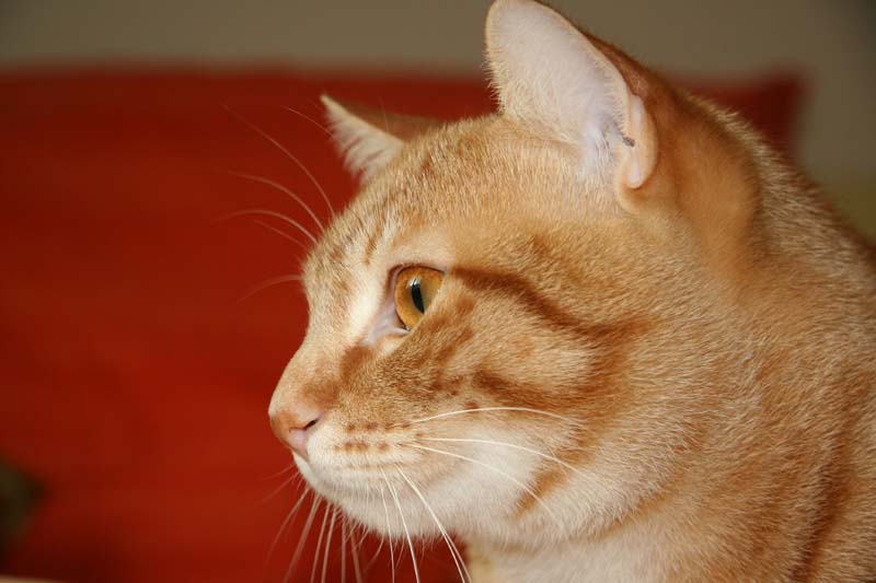 Ritratto di Gatto