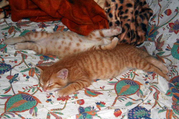 Vita da gatti