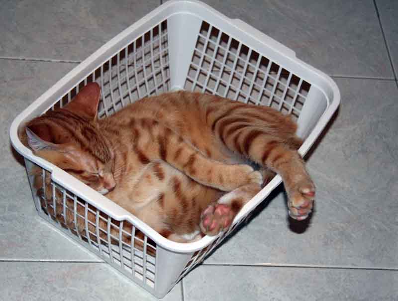 "Eleganza" felina