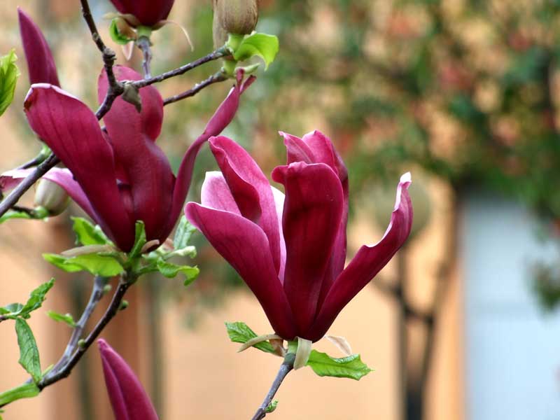 Fiore rosso