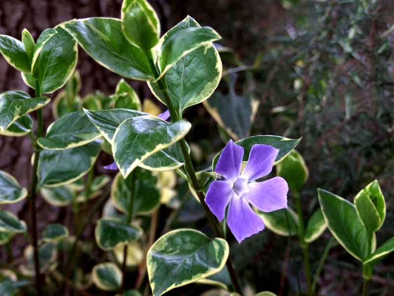 Fiore azzurro