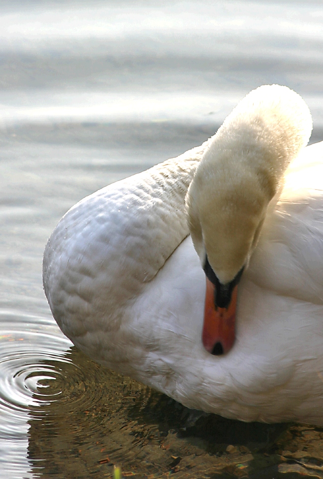 Cigno