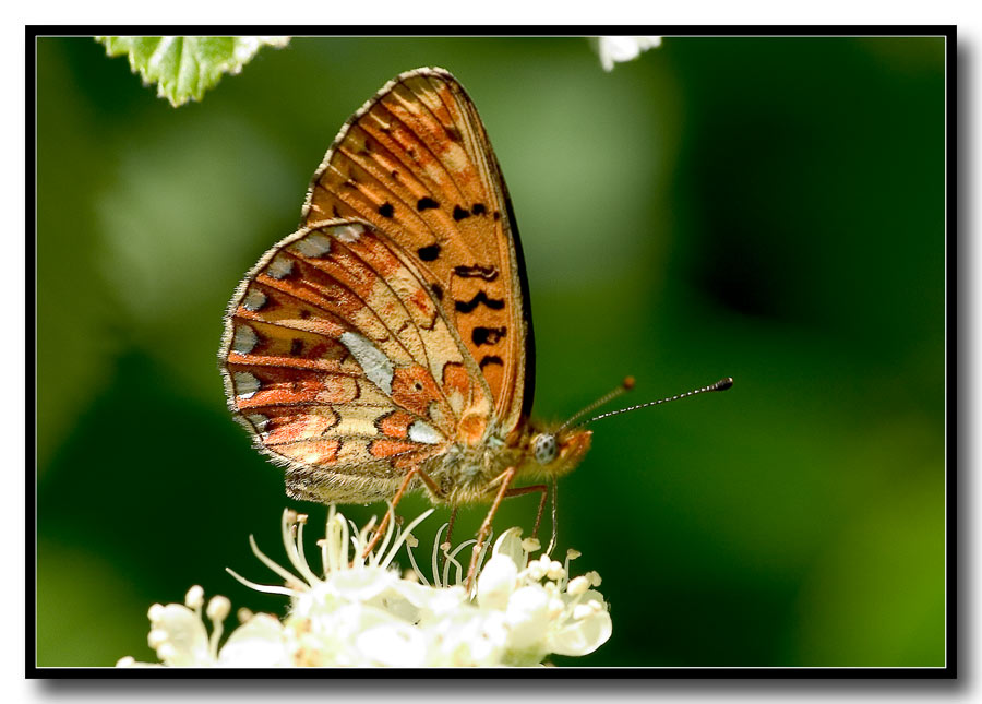 Farfalla