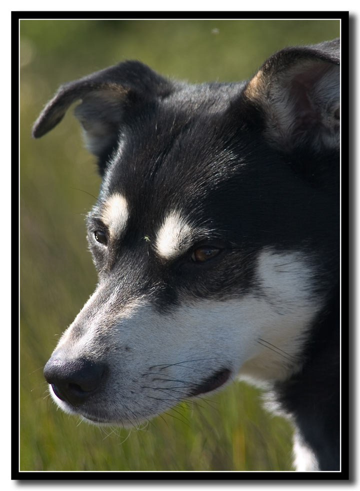 Aramis