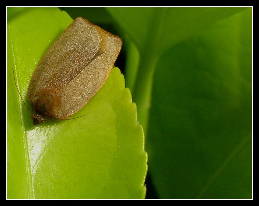 Aerodinamica