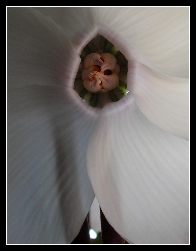 Ciclamino