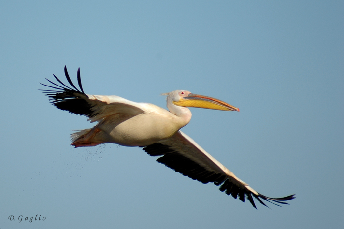 Pellicano