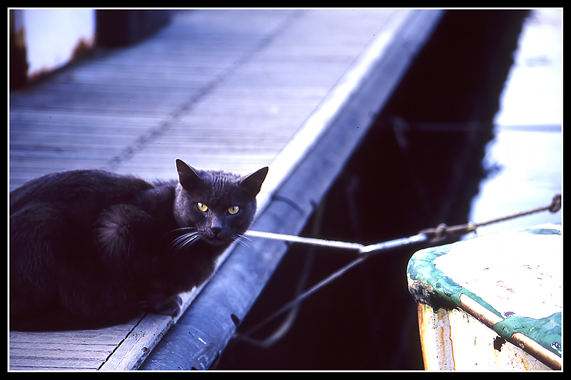 gatti2