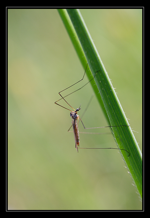 mia tipula