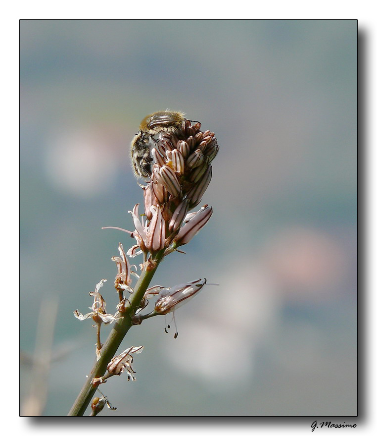 Baciamoci