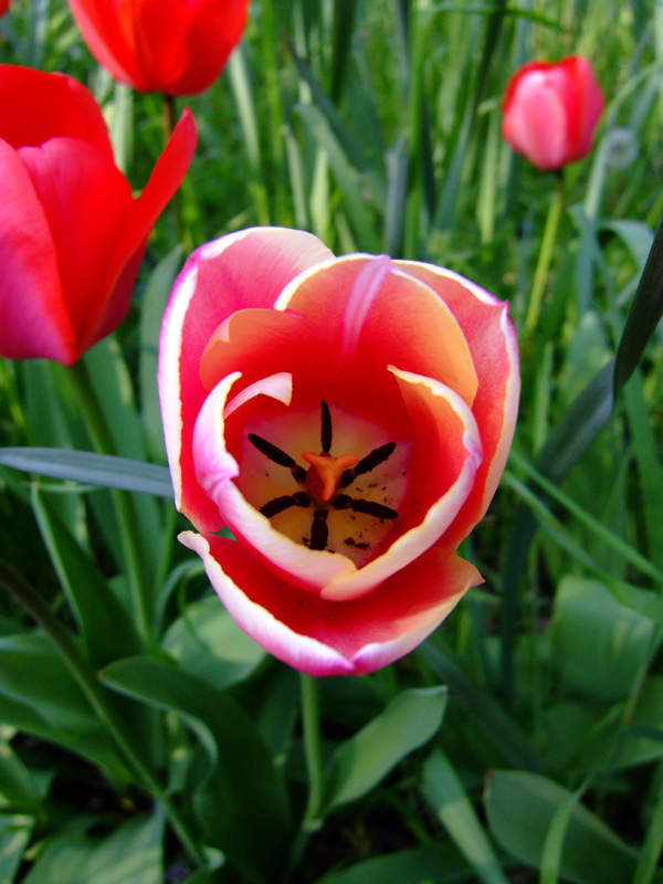 fiore