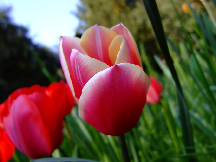 fiore