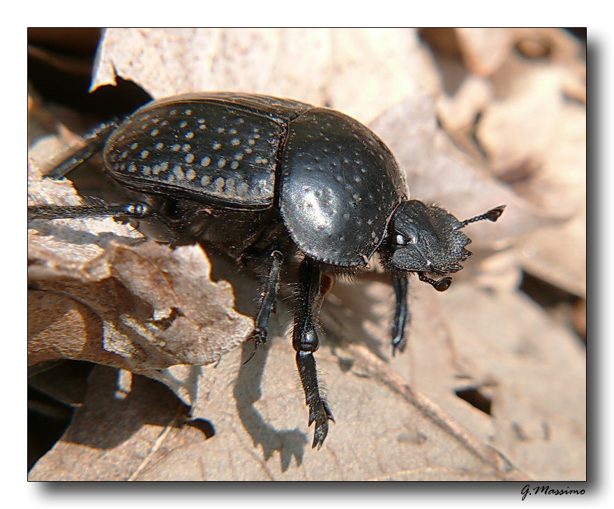 scarabeo