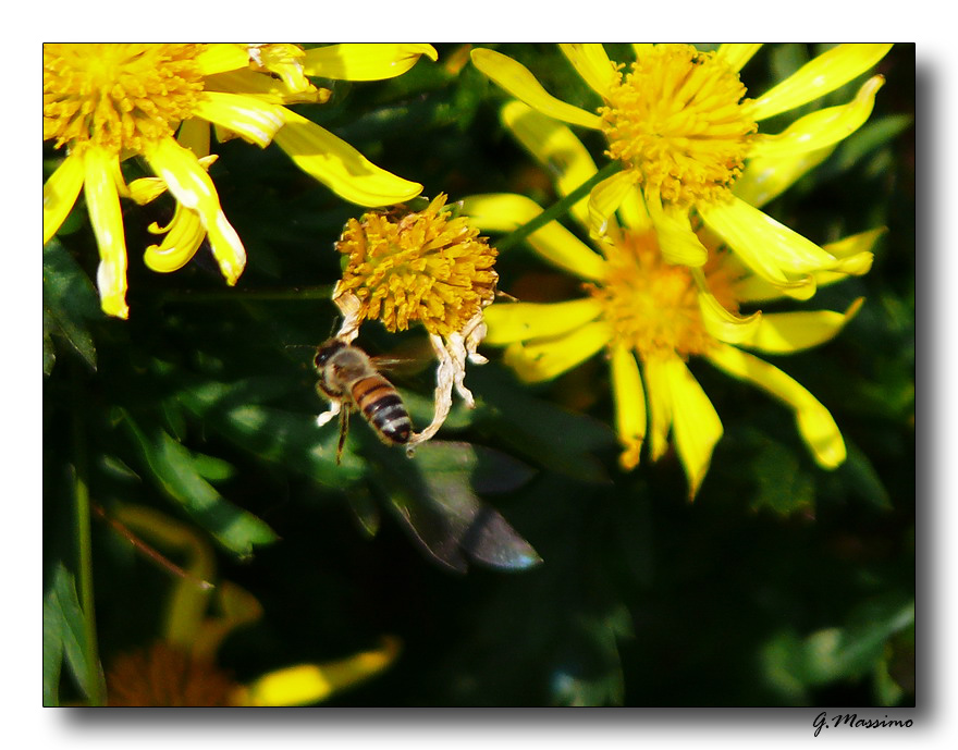 in volo