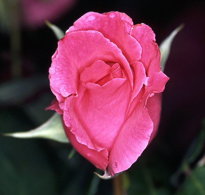 close up - rosina -