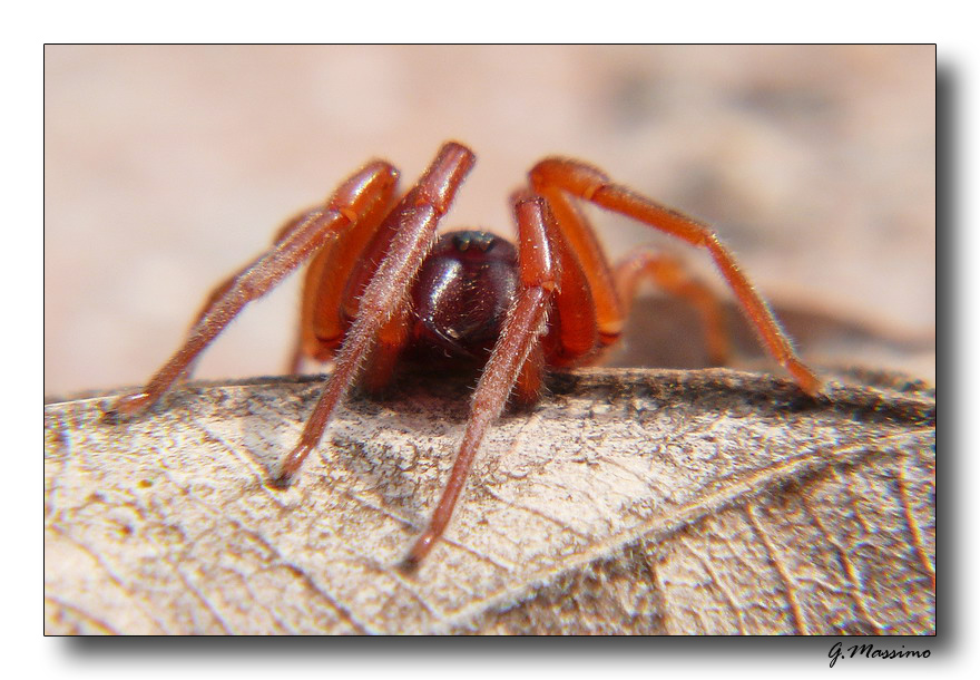 Red Spider 2