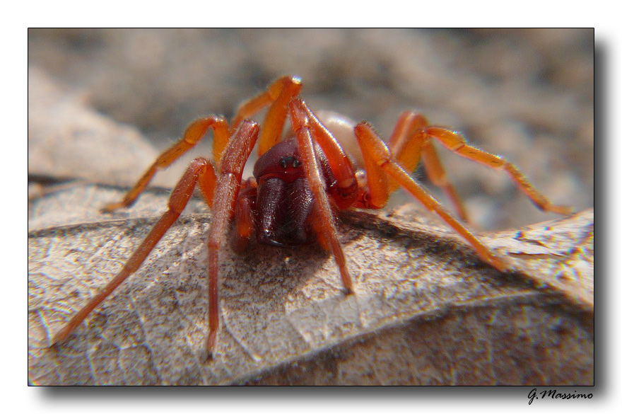 Red Spider 3
